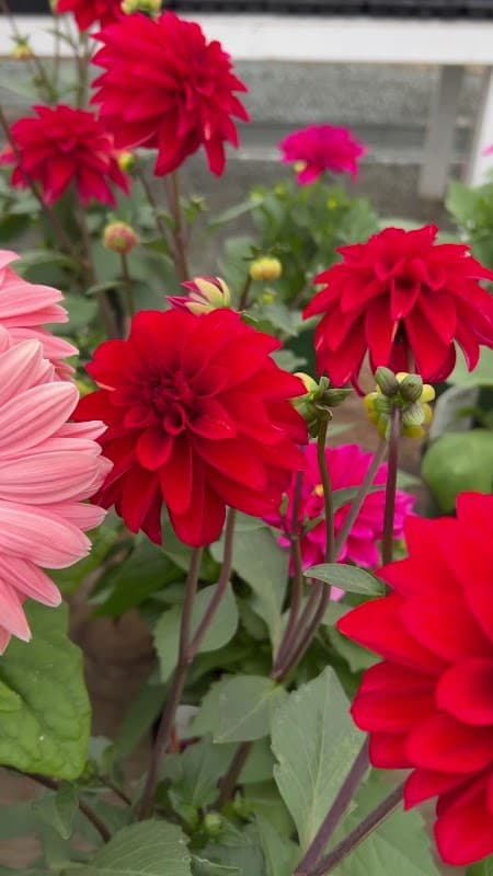 Acme Farms & Nurseries photo 4