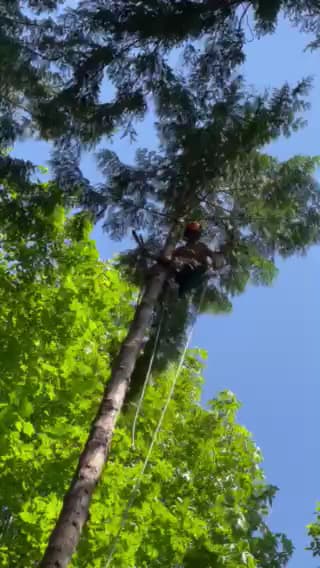 Aesthetic Tree & Hedge Services Vancouver photo 3
