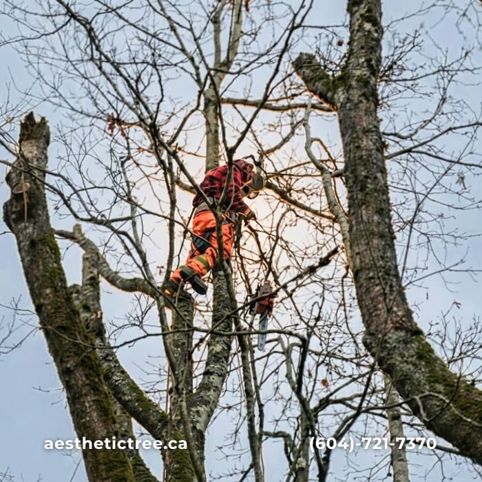 Aesthetic Tree & Hedge Services Vancouver photo 5