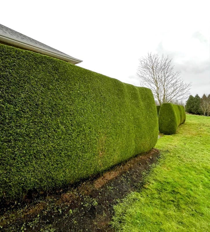 Allen Cut and Care Landscaping
