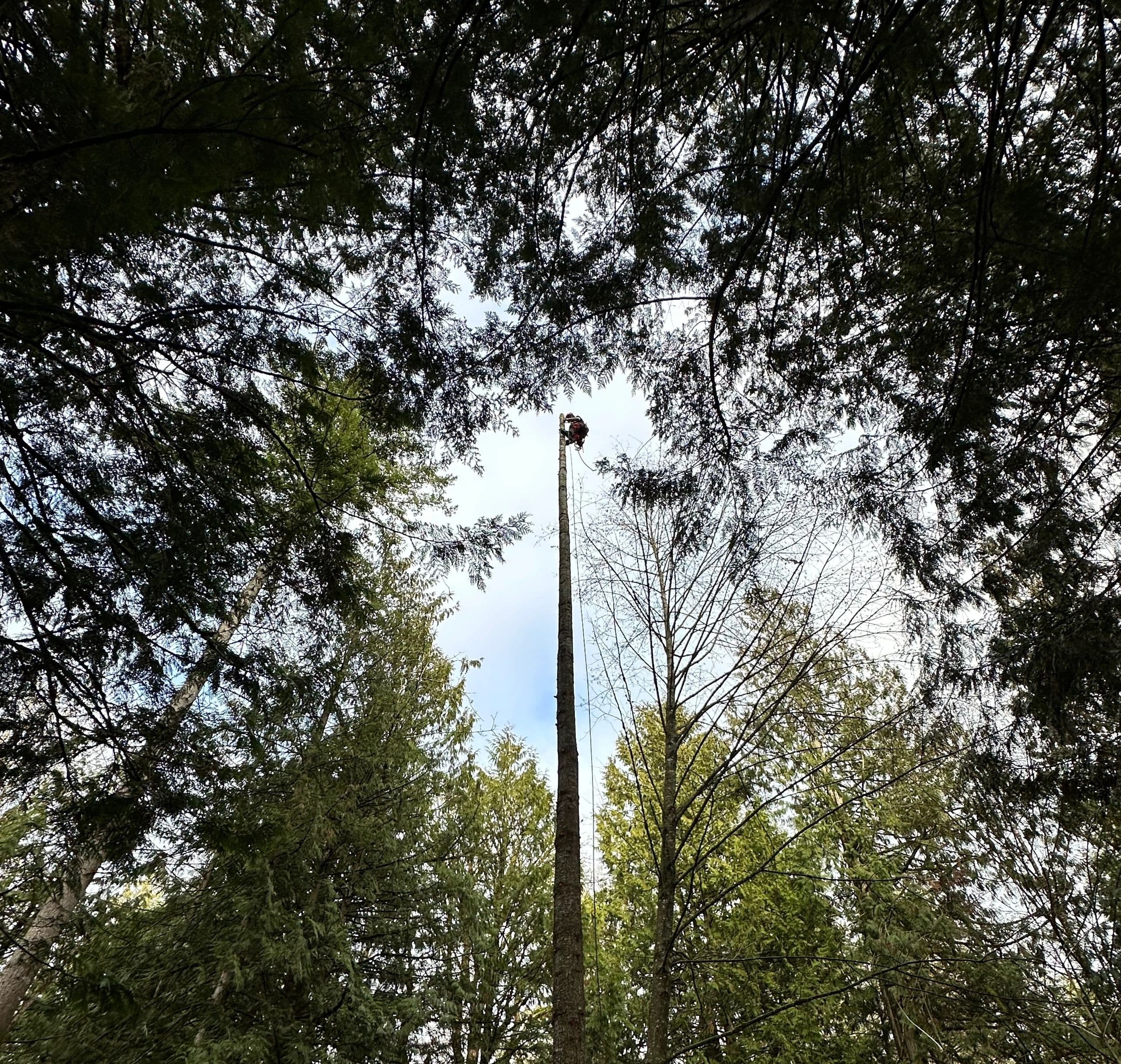 Arbor West Contracting photo 5
