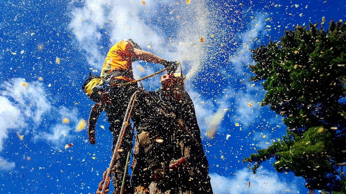 ArborGreen Tree Service North Vancouver project photo