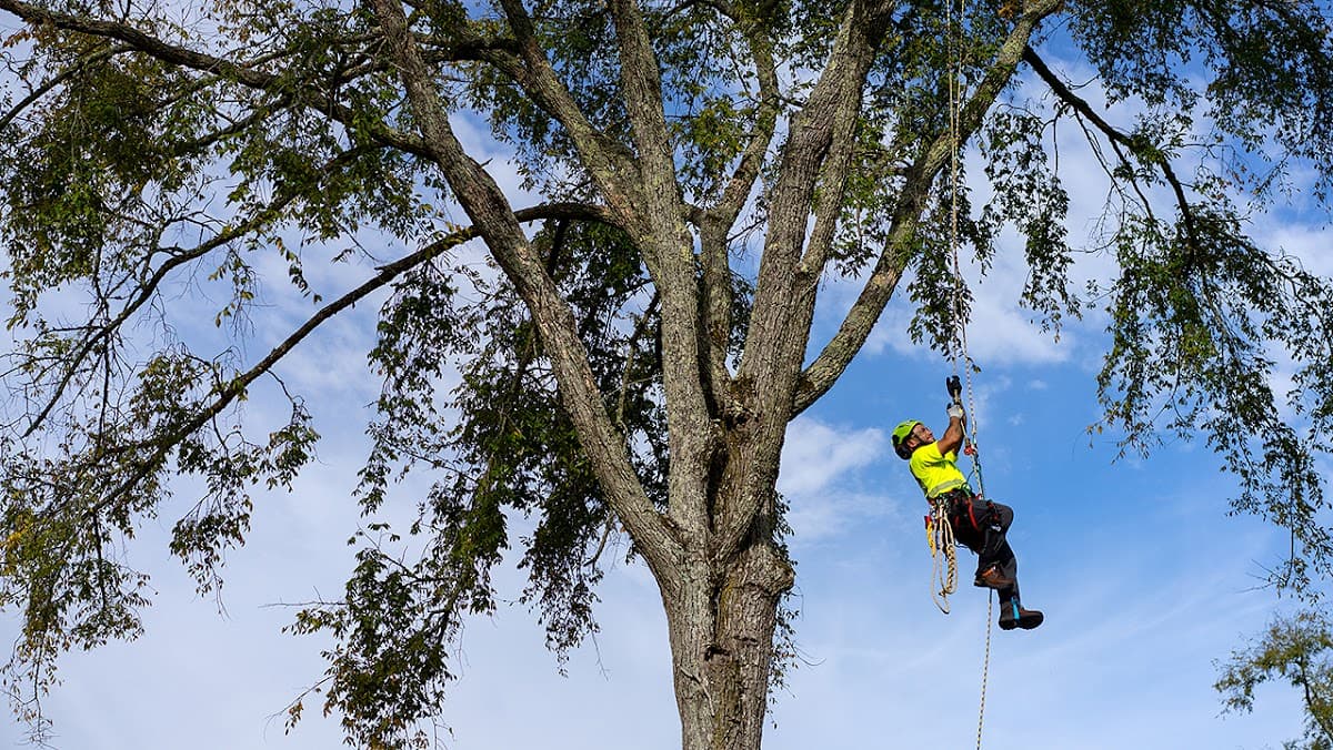 Bartlett Tree Experts photo 3