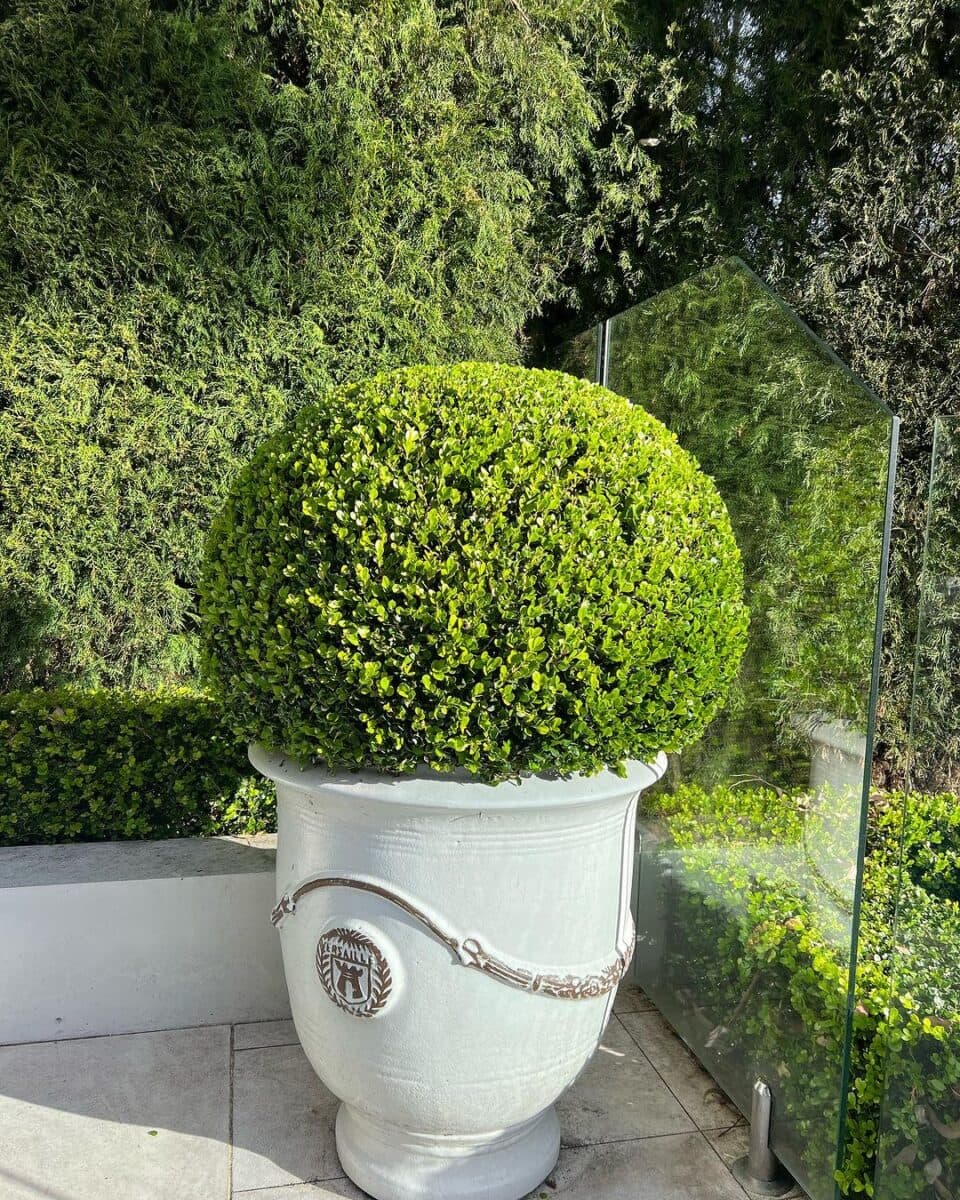 Basil Green Lawn Care photo 2