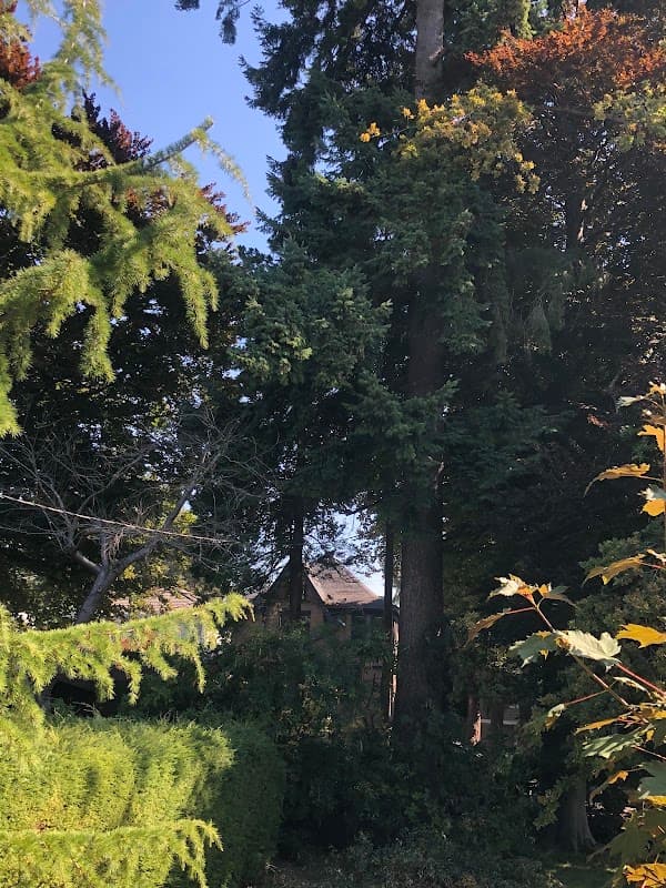 BC Tree Service photo 3