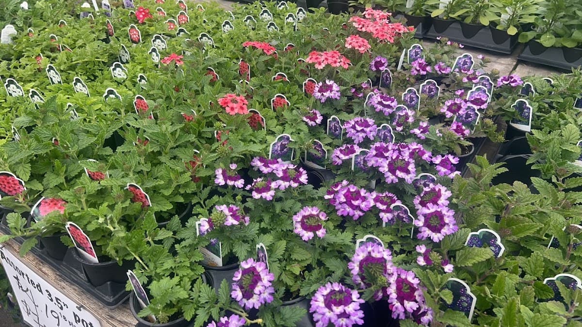 Chan’s Garden Centre Ltd photo 3