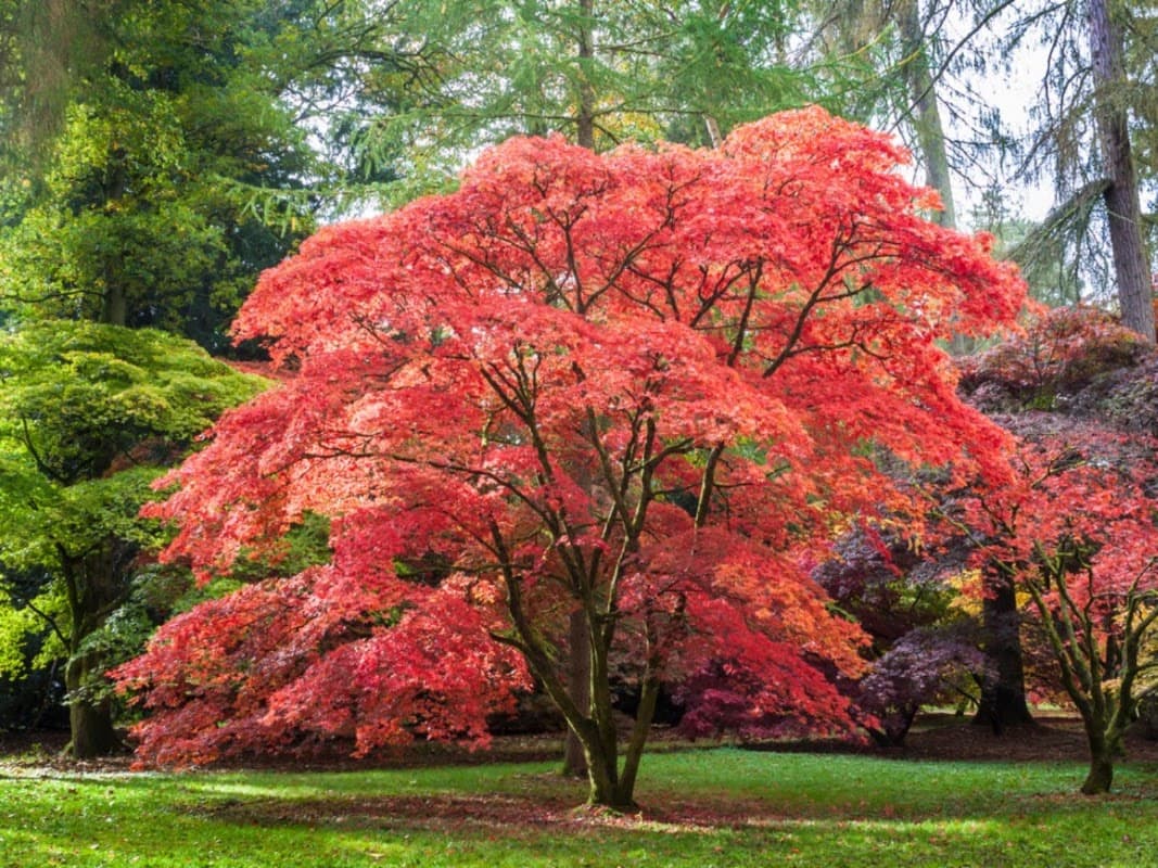 Chikara Tree Services project photo