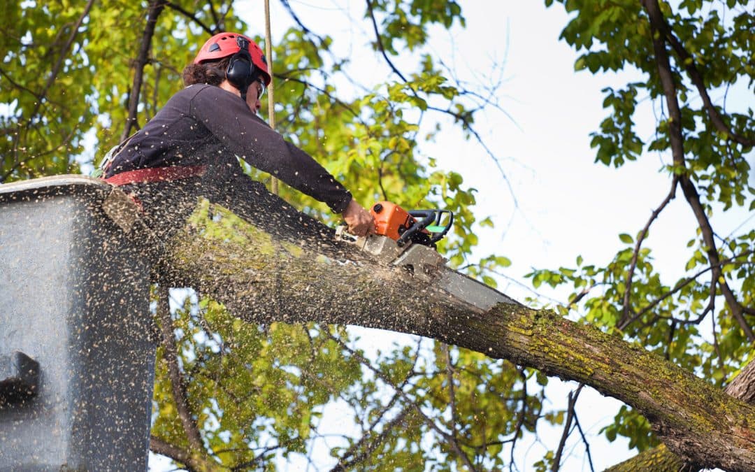 Chikara Tree Services photo 5
