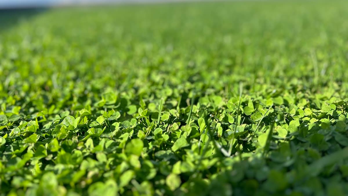 Clover Turf