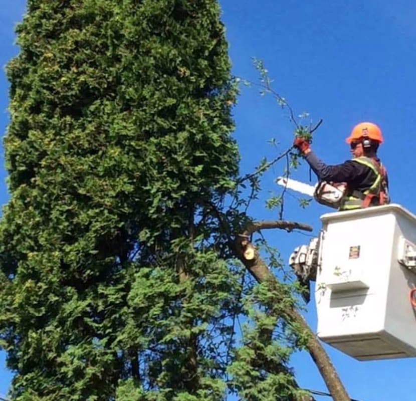 David's Tree Service project photo