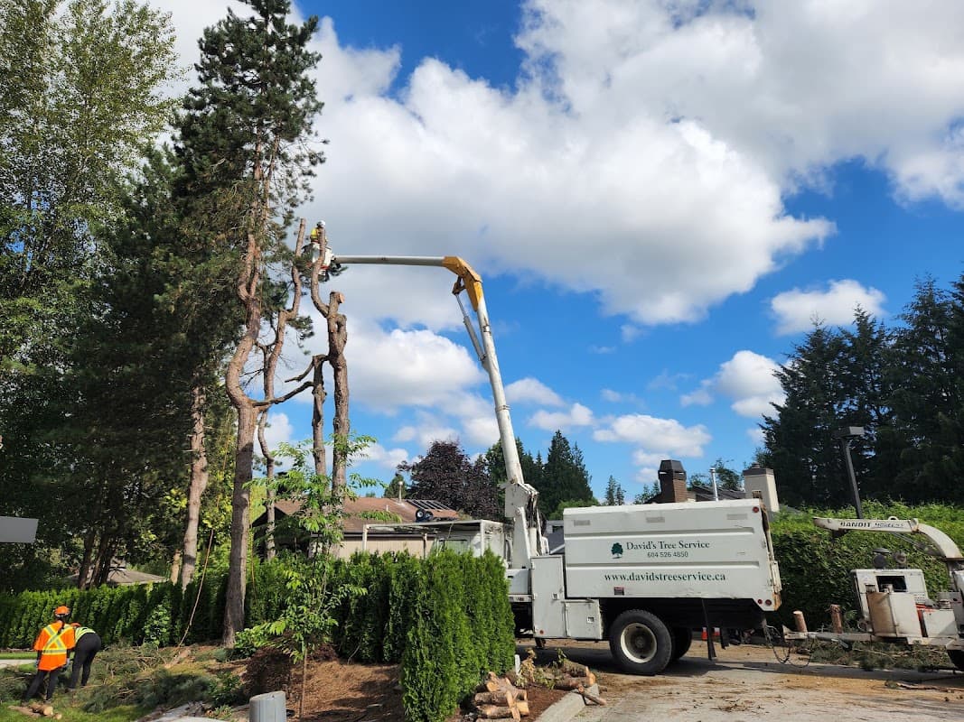 David's Tree Service photo 2