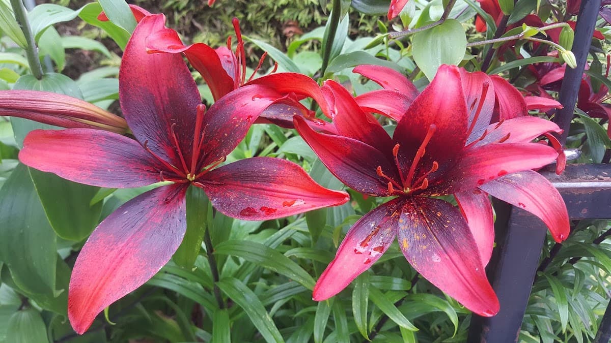 Erikson's Daylily Gardens project photo