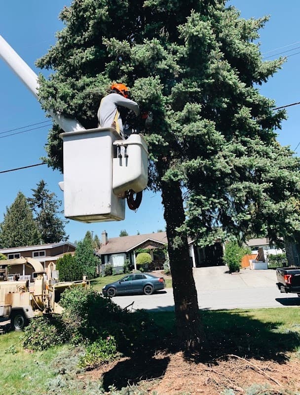F.V. Diamond Tree Service project photo