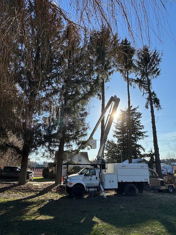 F.V. Diamond Tree Service photo 2