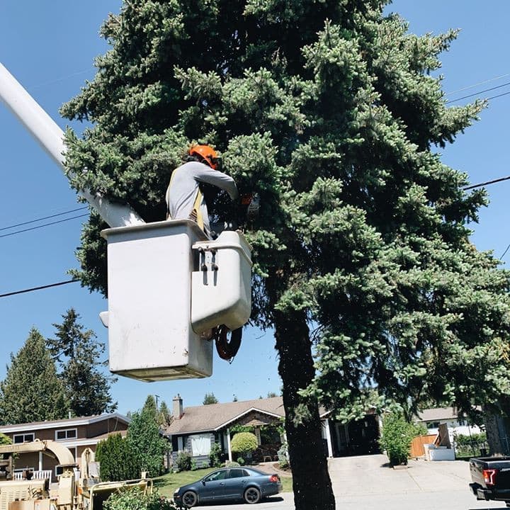 F.V. Diamond Tree Service photo 4
