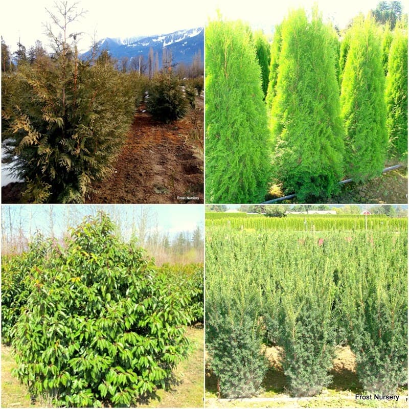 Frost Nursery photo 2