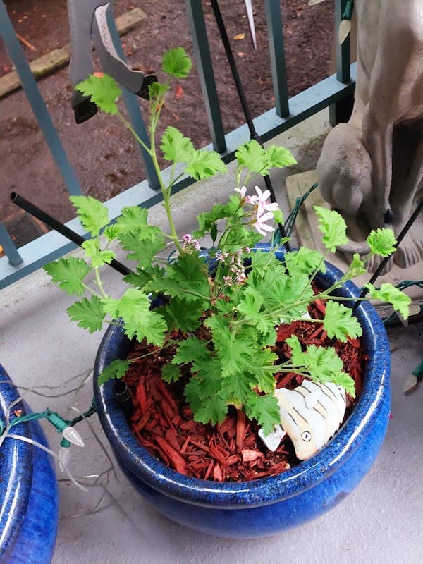GARDENWORKS Coquitlam photo 2