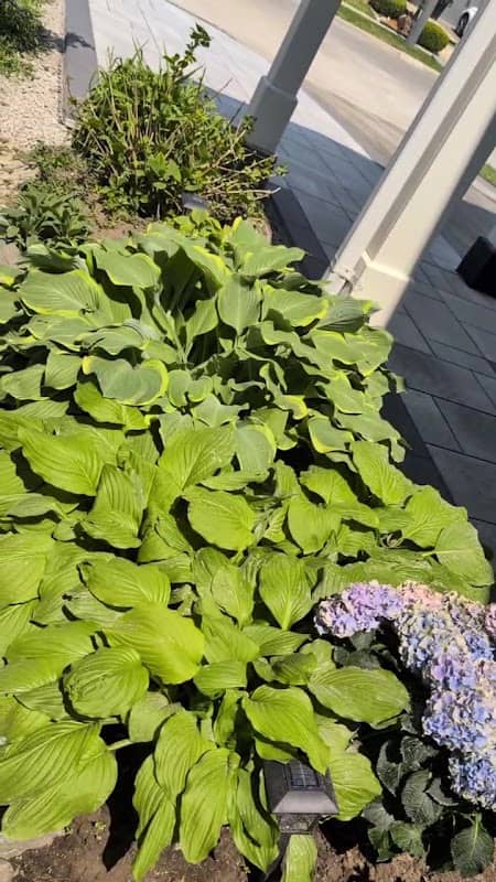 Golden Courtyard Landscaping photo 3