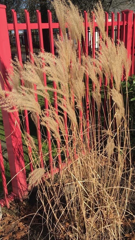 Green First! Landscaping photo 3