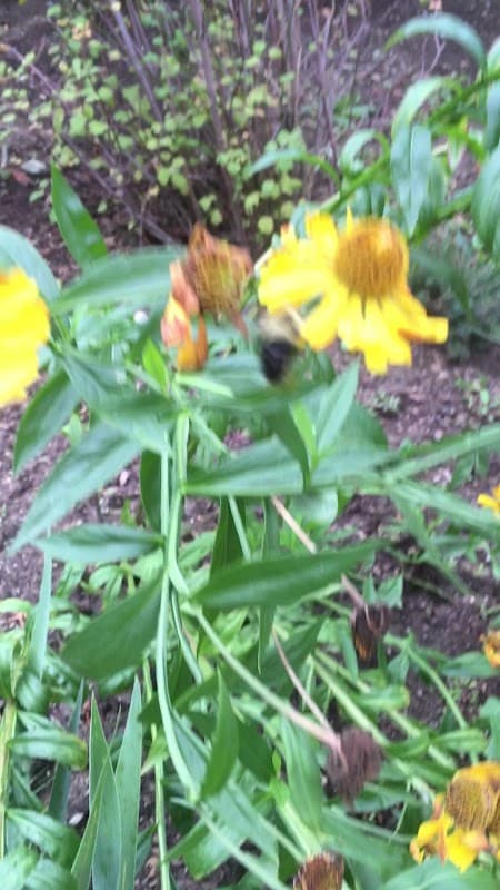 Green First! Landscaping photo 5