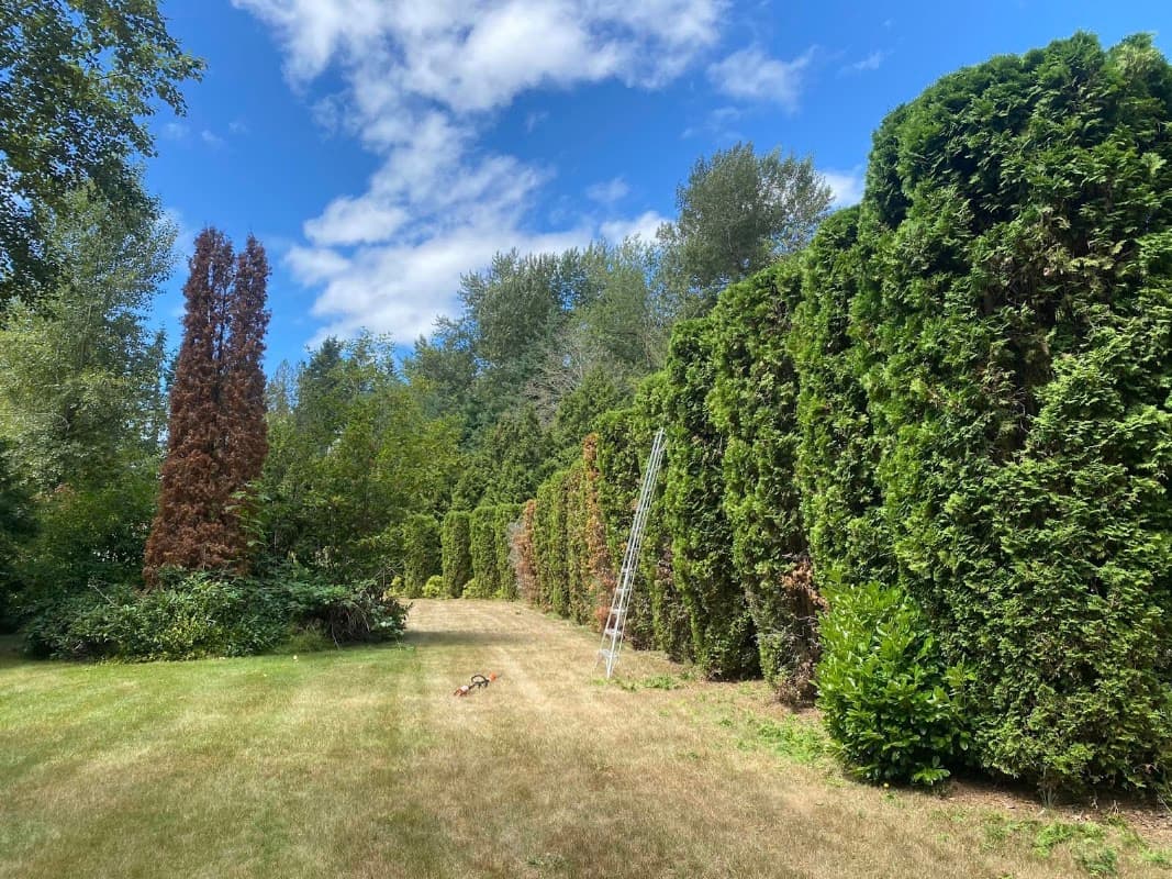 Greenlii Lawn & Landscape - Maple Ridge photo 3
