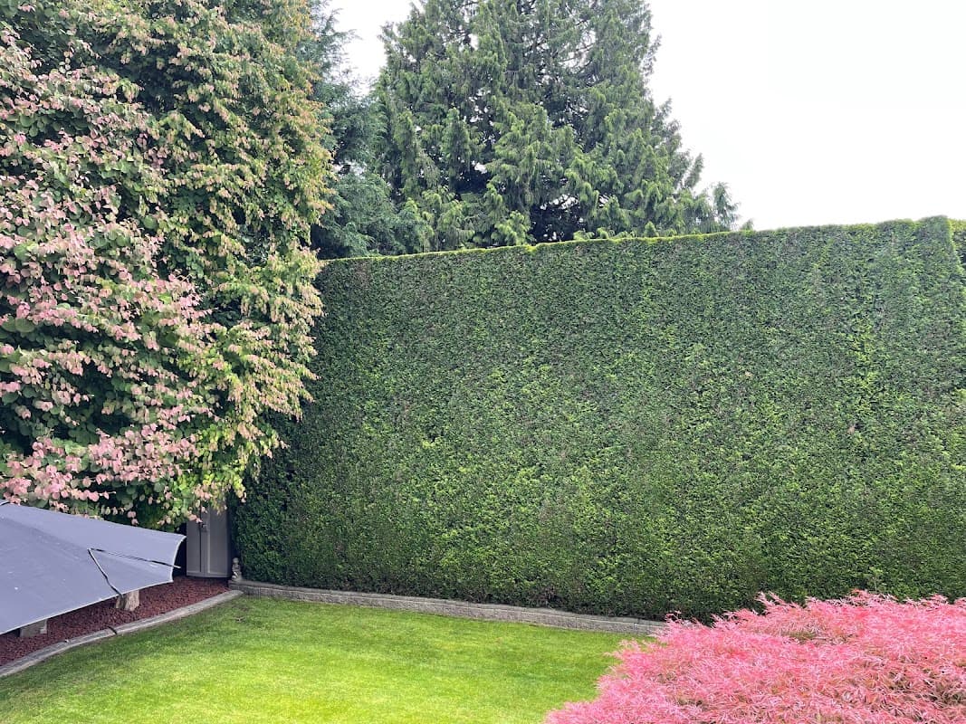 Hedge PRO Trimming project photo