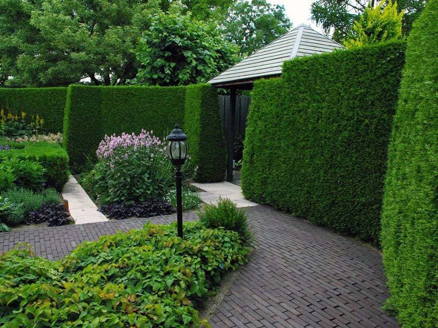 Hedge PRO Trimming photo 2