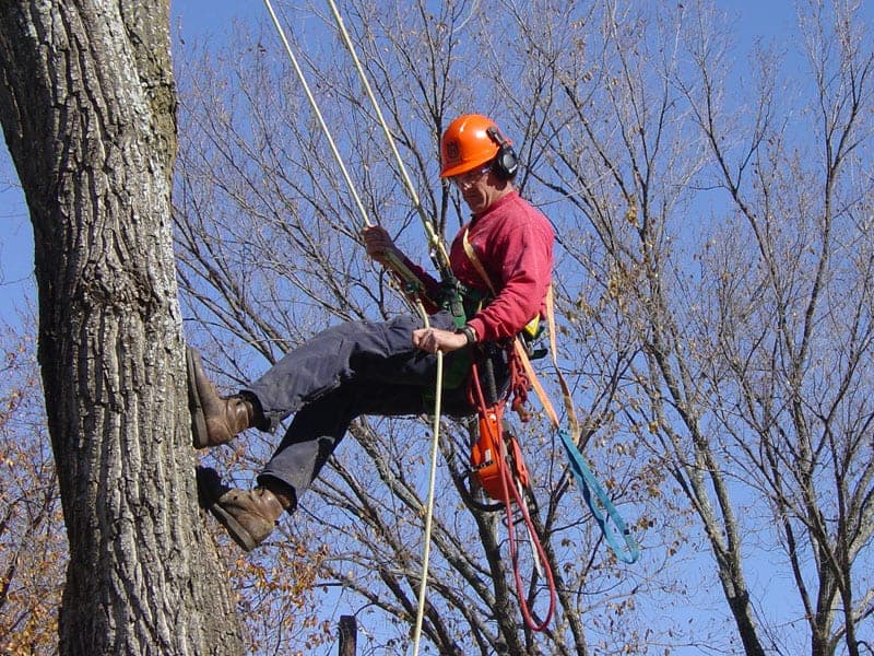 Hoff Tree Services LTD project photo