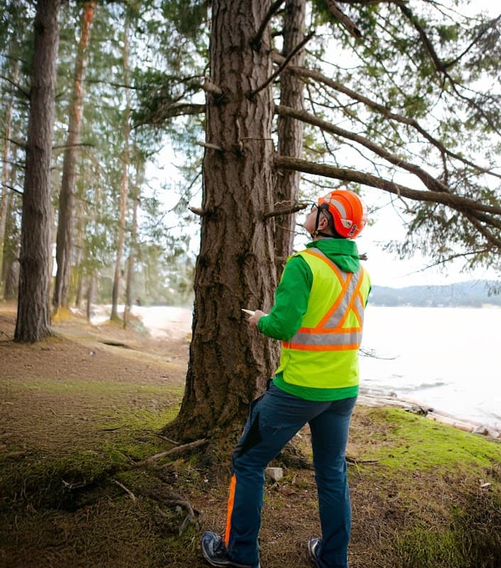 Inspect A Tree project photo