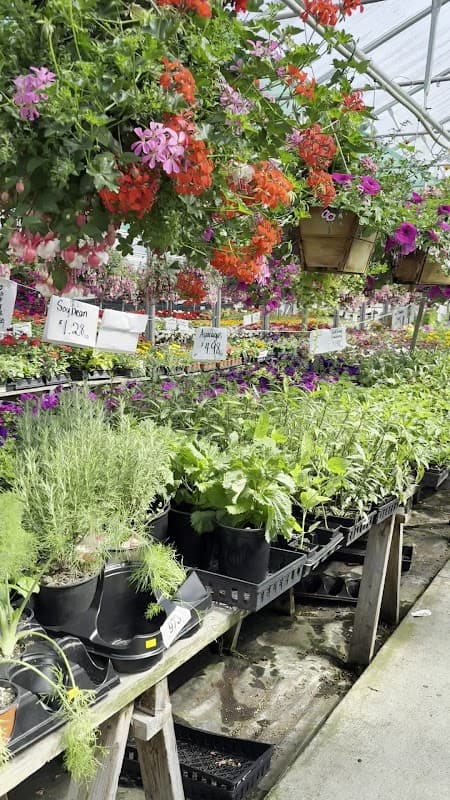 Jenny's Garden Centre photo 3