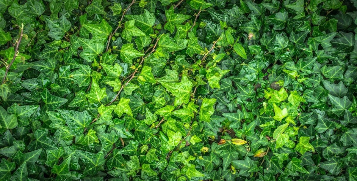 Landscaping Coquitlam Ecopros