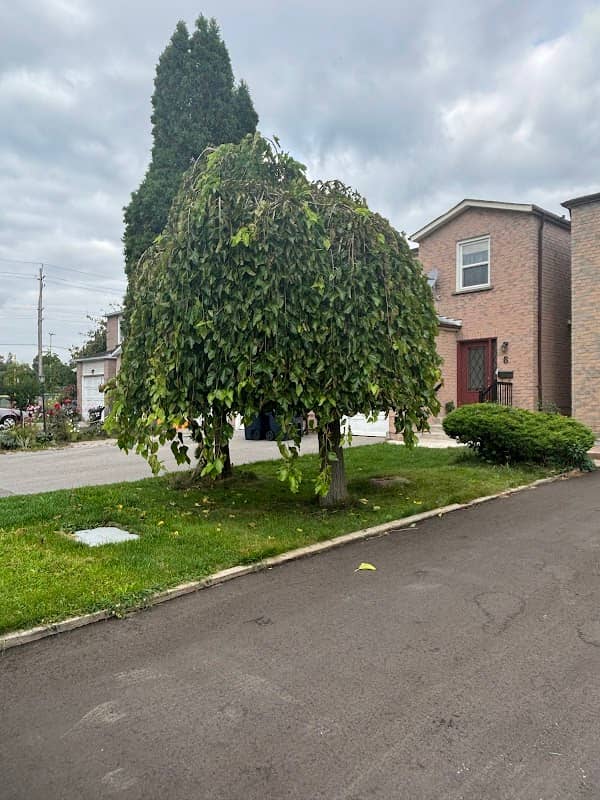Lawn Wizard Tree & Property Maintenance photo 2