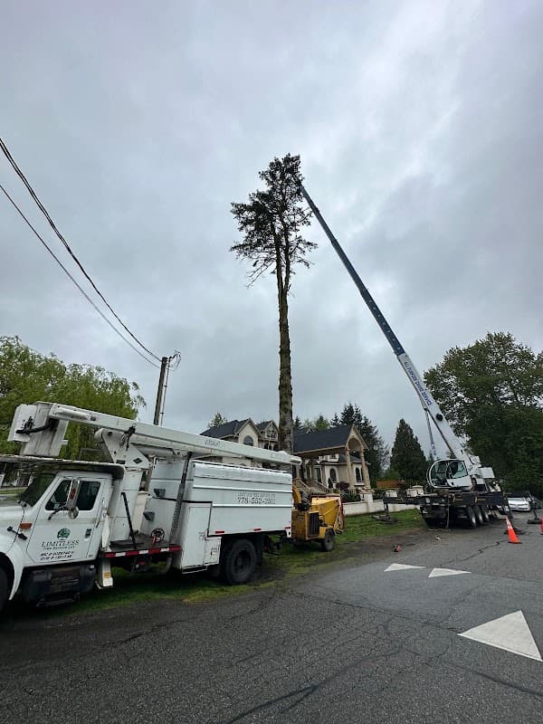 Limitless Tree Service project photo