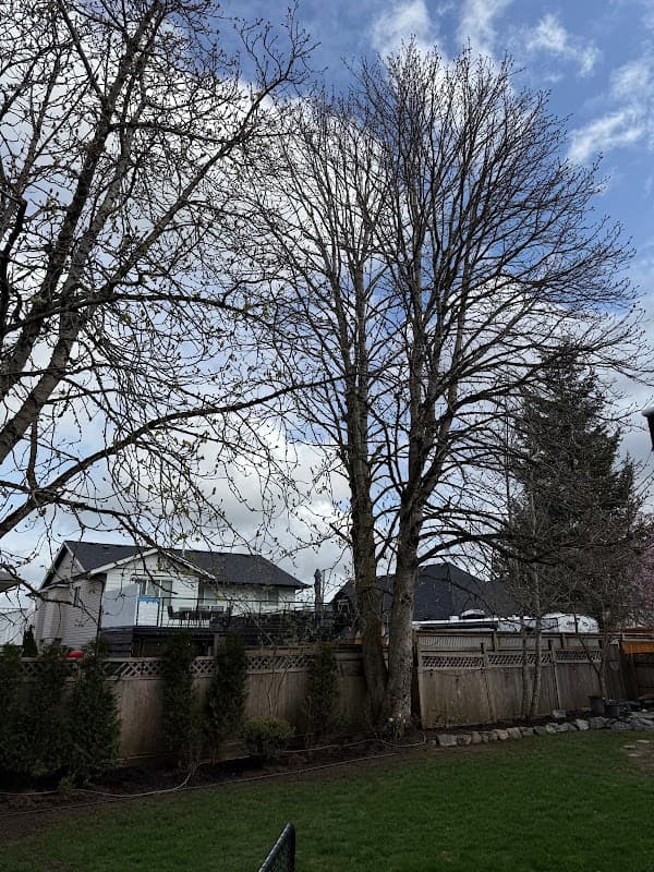Limitless Tree Service photo 2