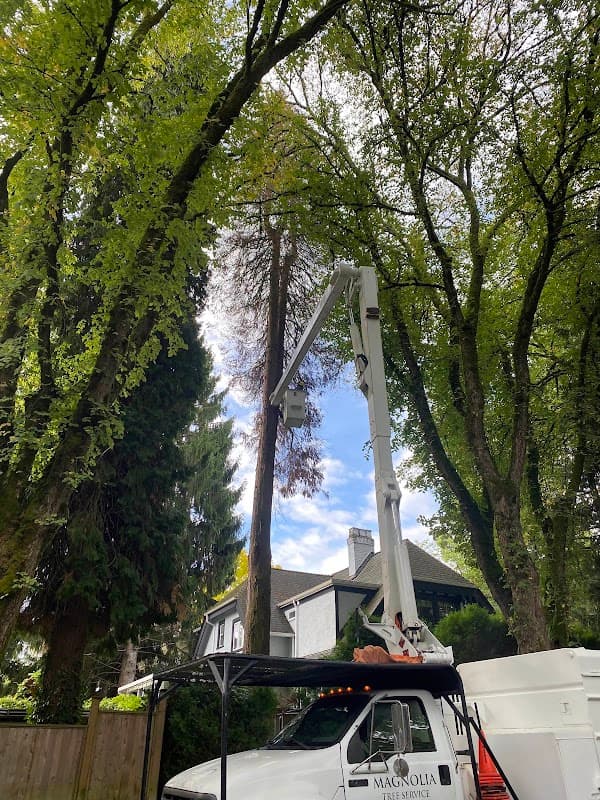 Magnolia Tree Service project photo
