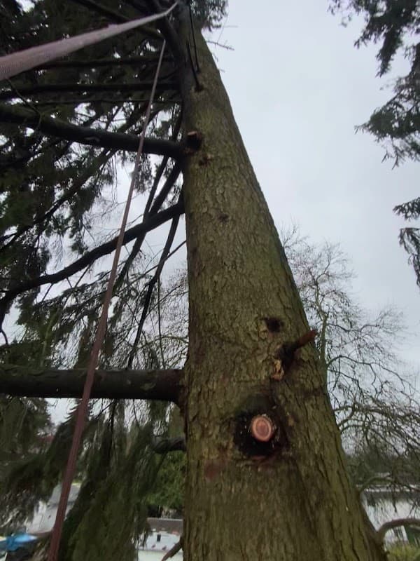 Magnolia Tree Service photo 2
