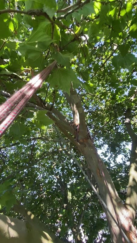 Magnolia Tree Service photo 3