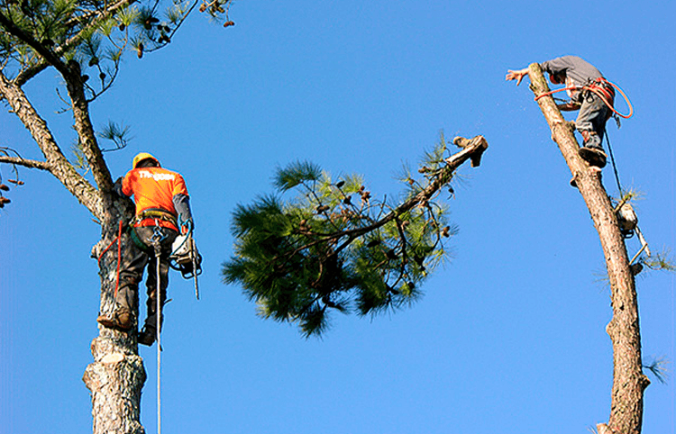 Muwin Property Cleanup Services photo 2