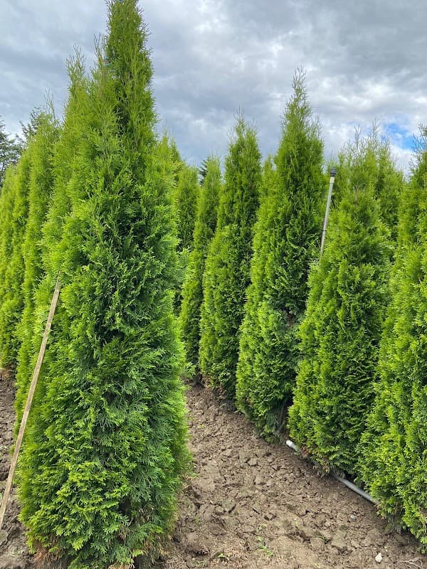 My Fraser green landscaping ltd photo 3