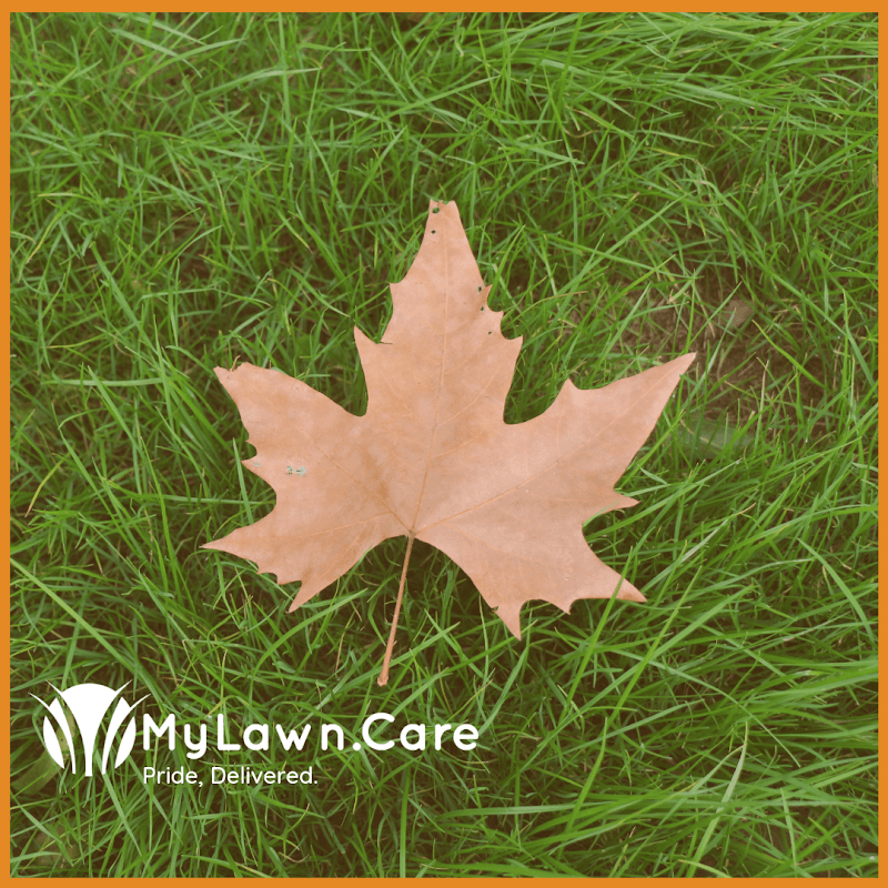 MyLawn.Care project photo