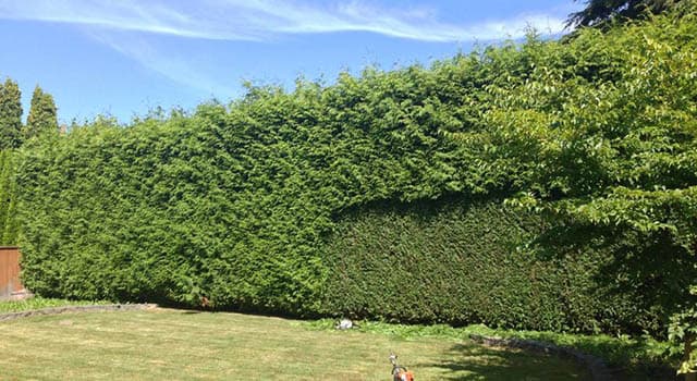 Natural Lawn Care photo 3