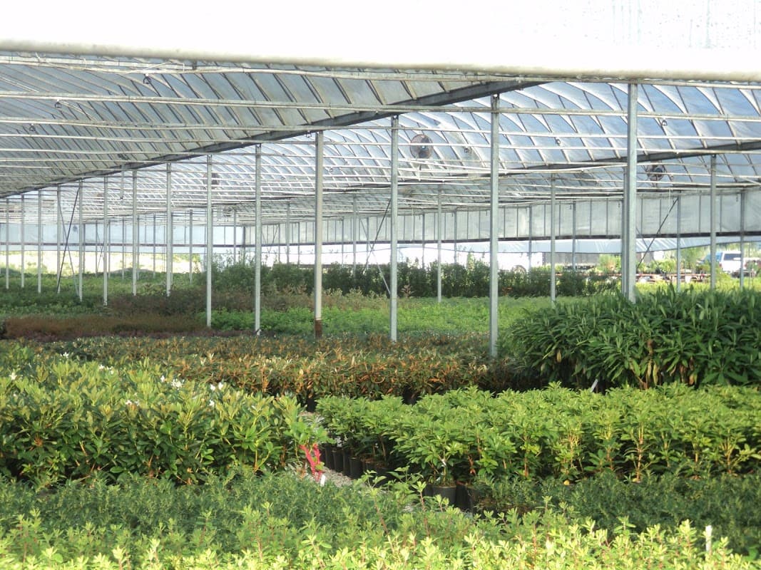 Piroche Plants Inc photo 2