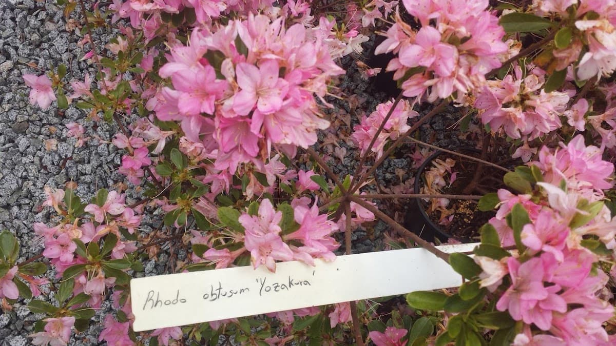 Piroche Plants Inc photo 3