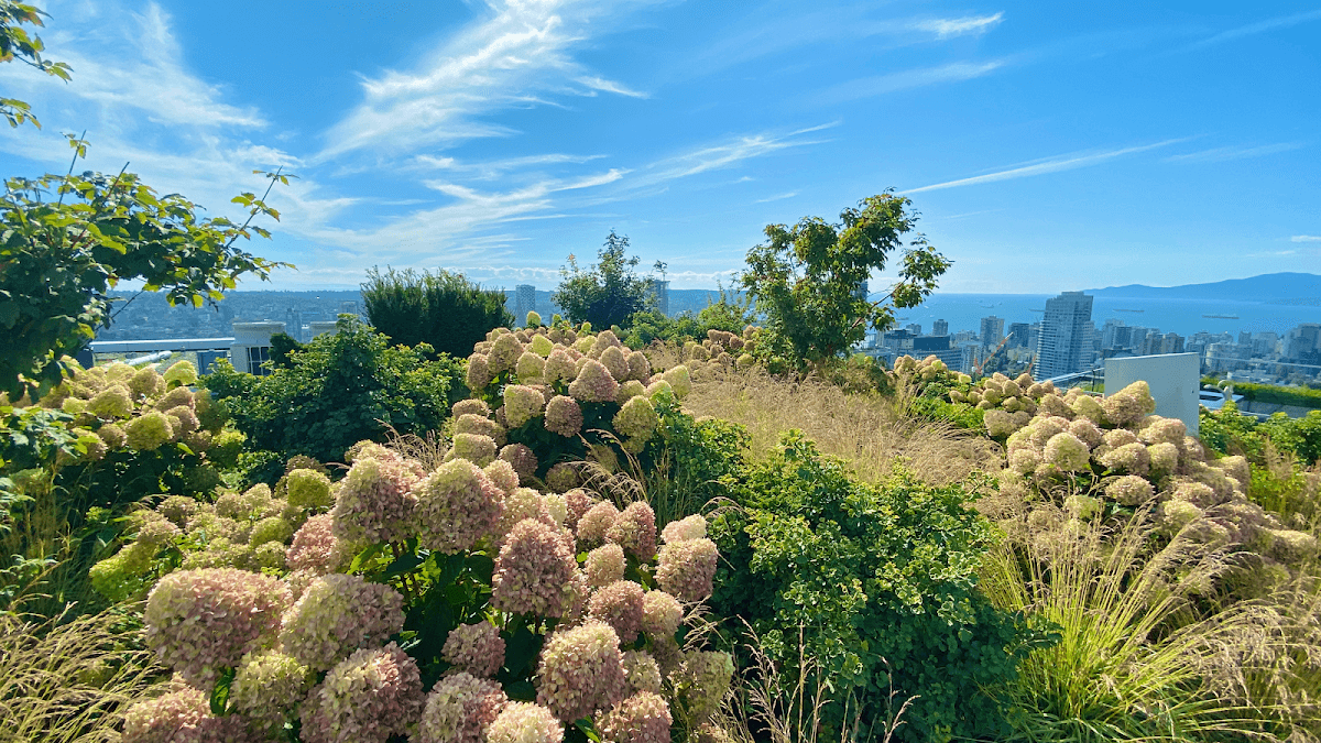 Pristine Green Landscapes