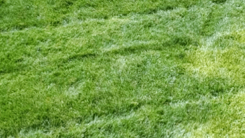 Rain City Landscaping