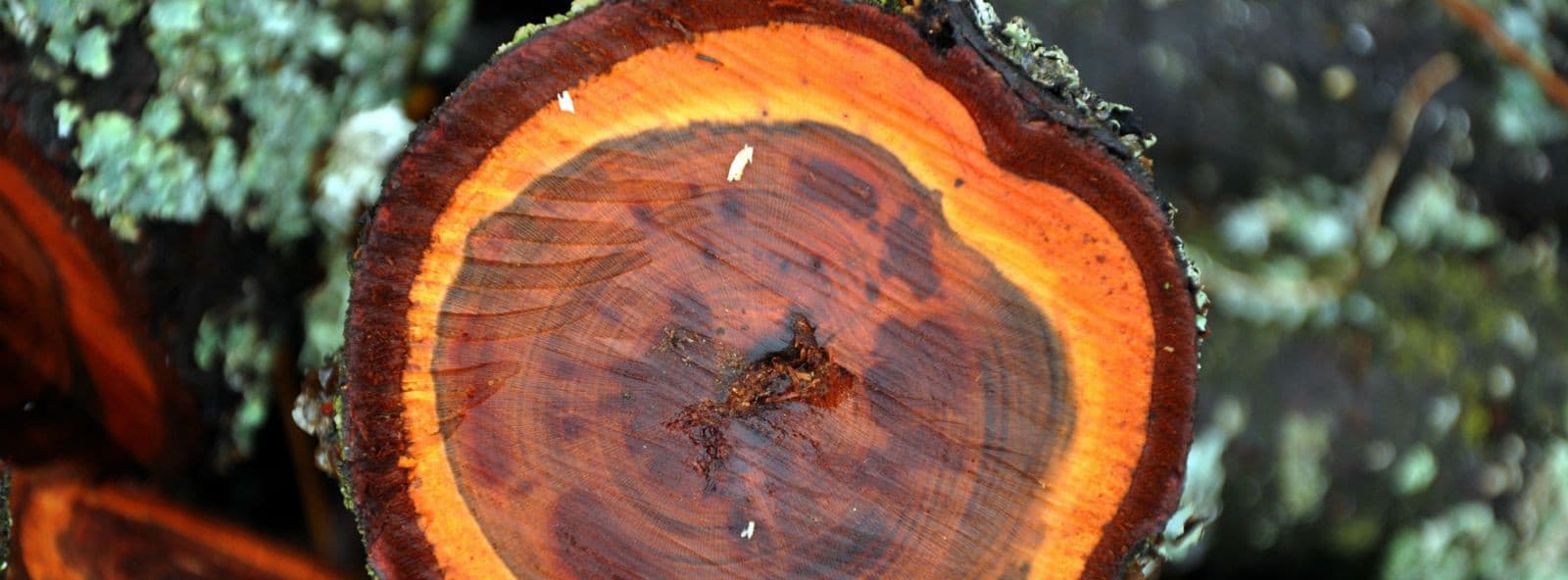 Ridge Meadows Tree Service photo 2