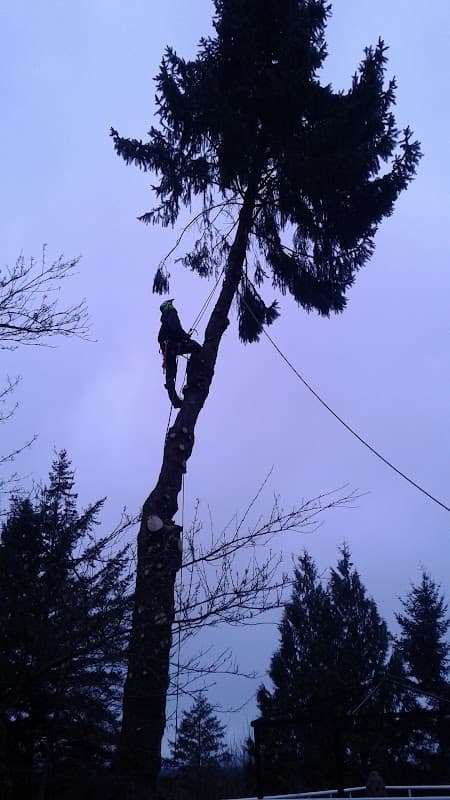Royal Wood Tree Service project photo