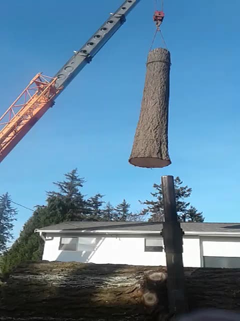 Royal Wood Tree Service photo 2