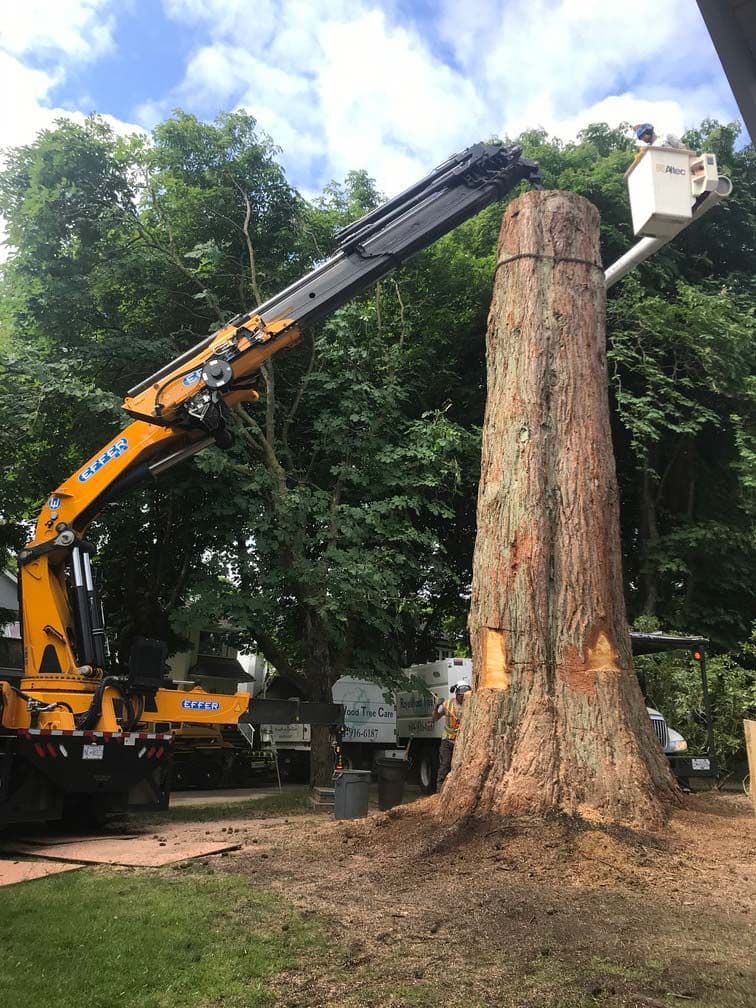 Royal Wood Tree Service photo 4