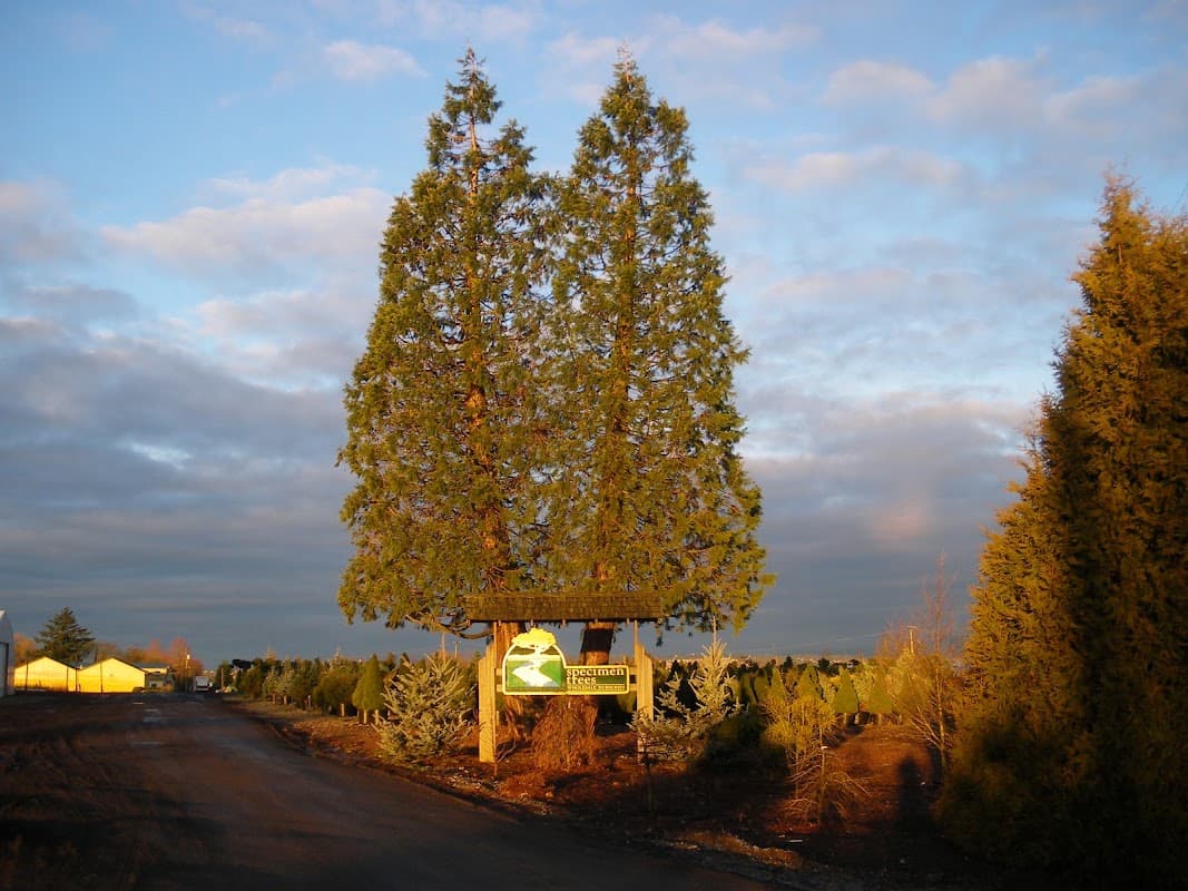 Specimen Trees Wholesale Nurseries Ltd project photo